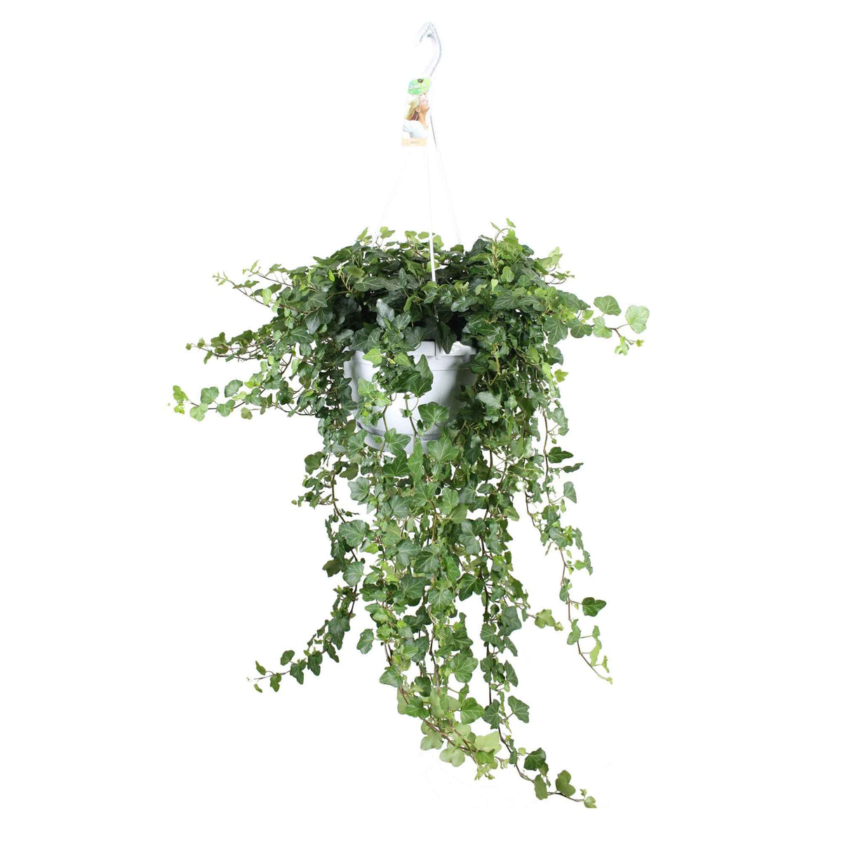Hedera helix wonder - Lierre grimpant Hedera 'Wonder'  - Plante suspendue - Lierre