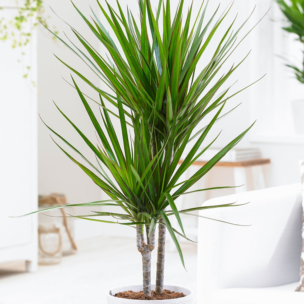 Vente Dragonnier Dracaena marginata - Dracaena marginata