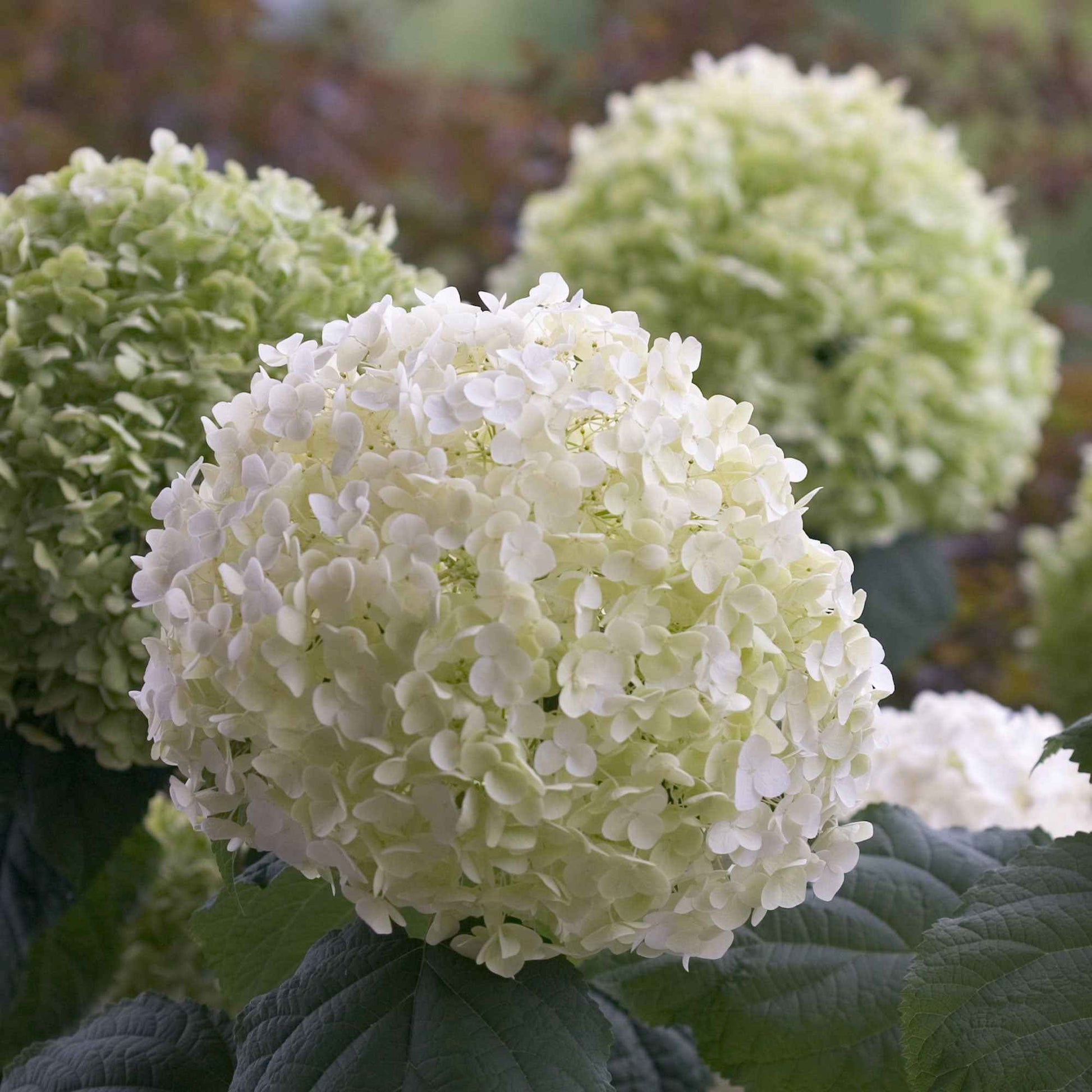 Hortensia Hydrangea 'Strong Annabelle' Blanc - Arbustes à fleurs