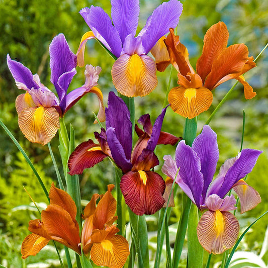 40x Iris de Hollande  - Mélange - Arbustes à papillons et plantes mellifères