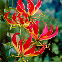 2x Gloriosa 'Rothschildiana' rouge - Bulbes d'été