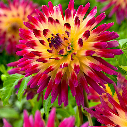 3 Dahlias cactus Tahiti Sunrise - Bakker