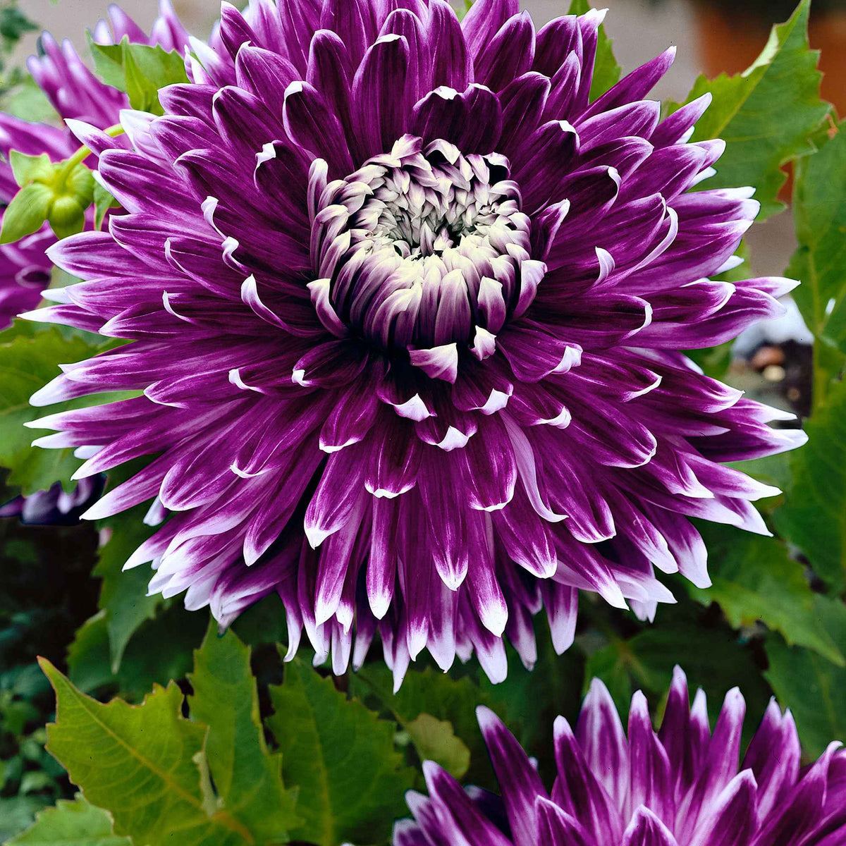 Vente 3 Dahlias à grandes fleurs Vancouver - Dahlia 'vancouver'