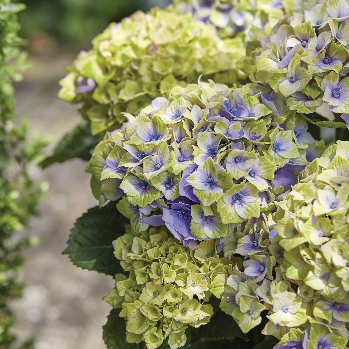 Hortensia 'Jewel' - Hydrangea macrophylla 'jewel' - Bakker