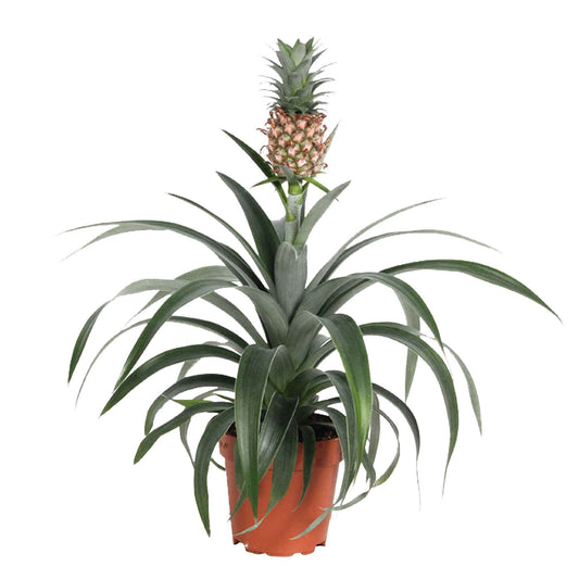 Plante ananas Ananas Corona - 1x hauteur de livraison 35-40 cm, pot de Diamètre 12 cm - Ananas - Ananas comosus - undefined