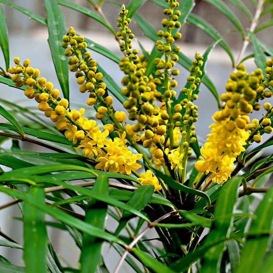 Mahonia 'Soft Caress' - Bakker