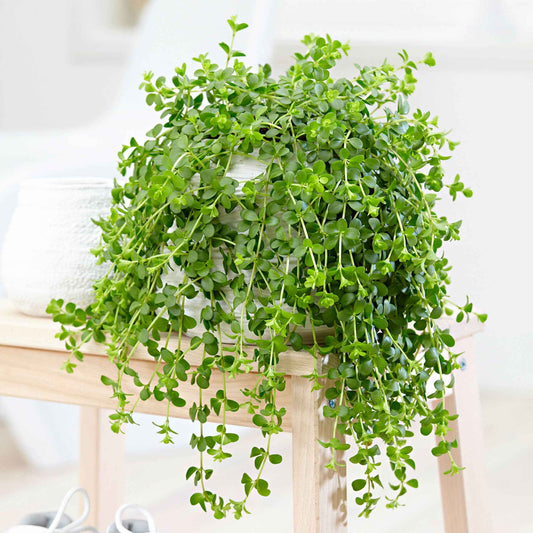 Peperomia 'Isabelle'  - Plante suspendue - Bakker