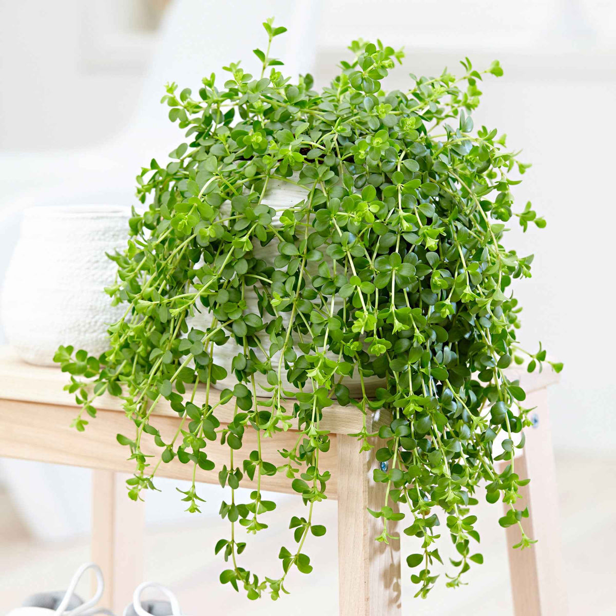 Peperomia 'Isabelle'  - Plante suspendue - Bakker