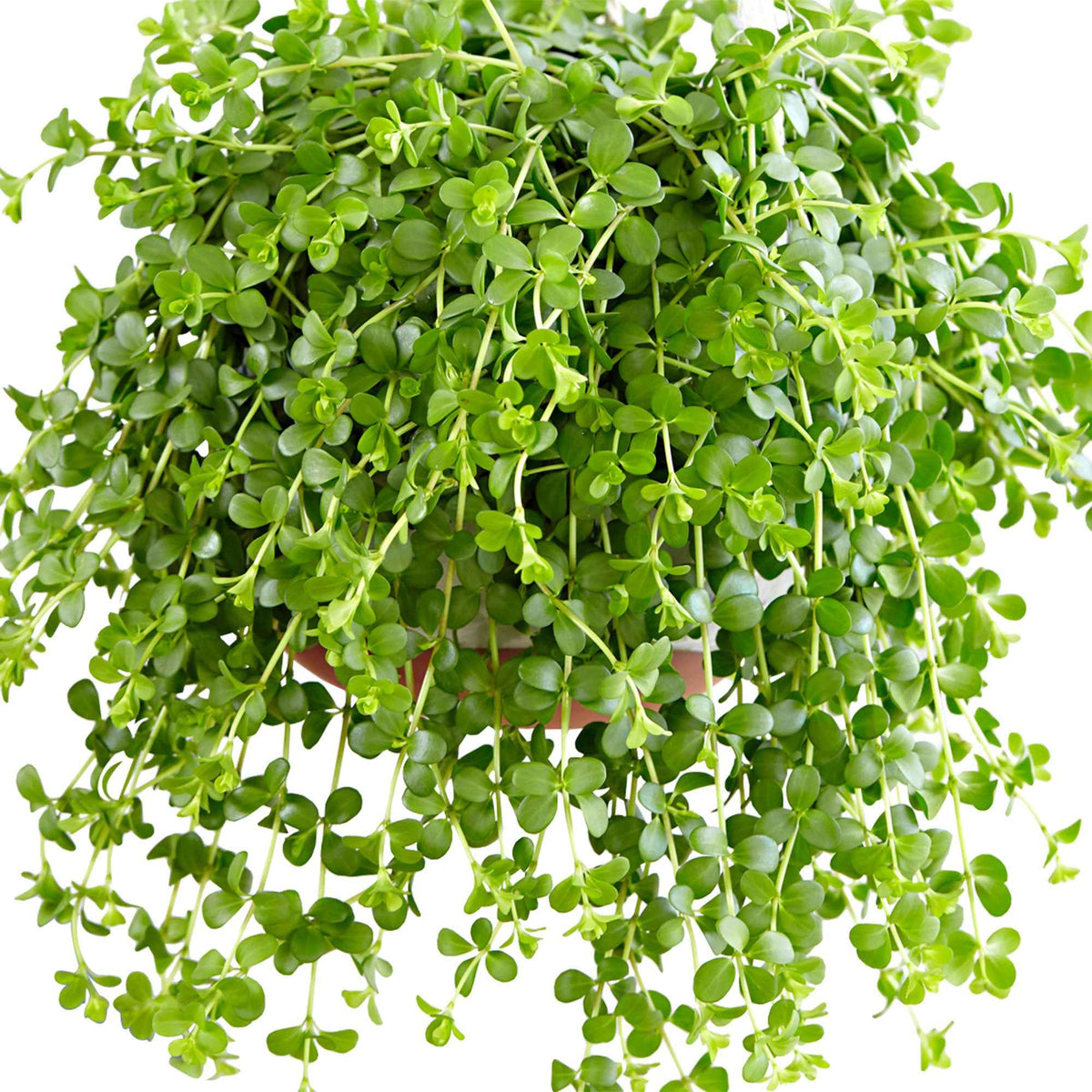 Peperomia 'Isabelle'  - Plante suspendue - Peperomia isabelle - Bakker