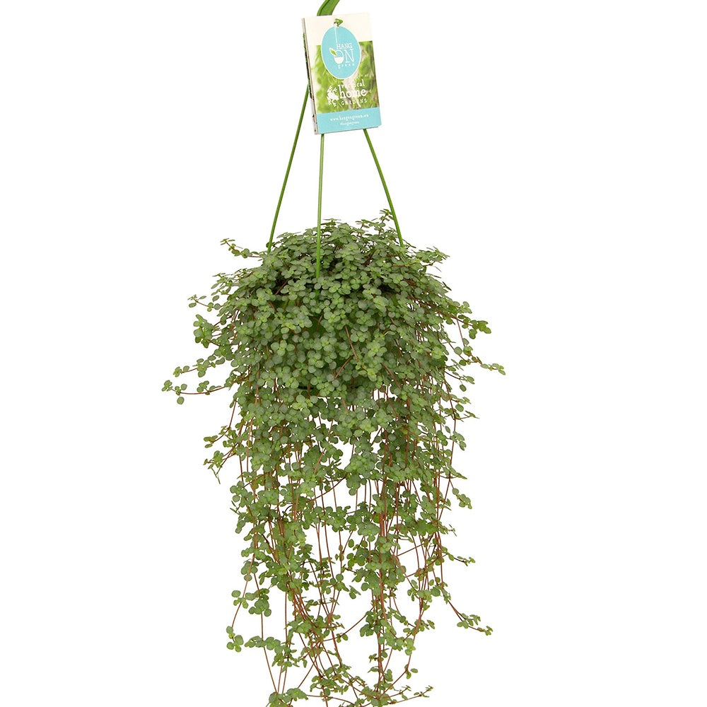 Pilea glaucophylla - Plante à monnaie chinoise Pilea glaucophylla avec pot suspendu en plastique  - Plante suspendue - Plantes vertes d'intérieur