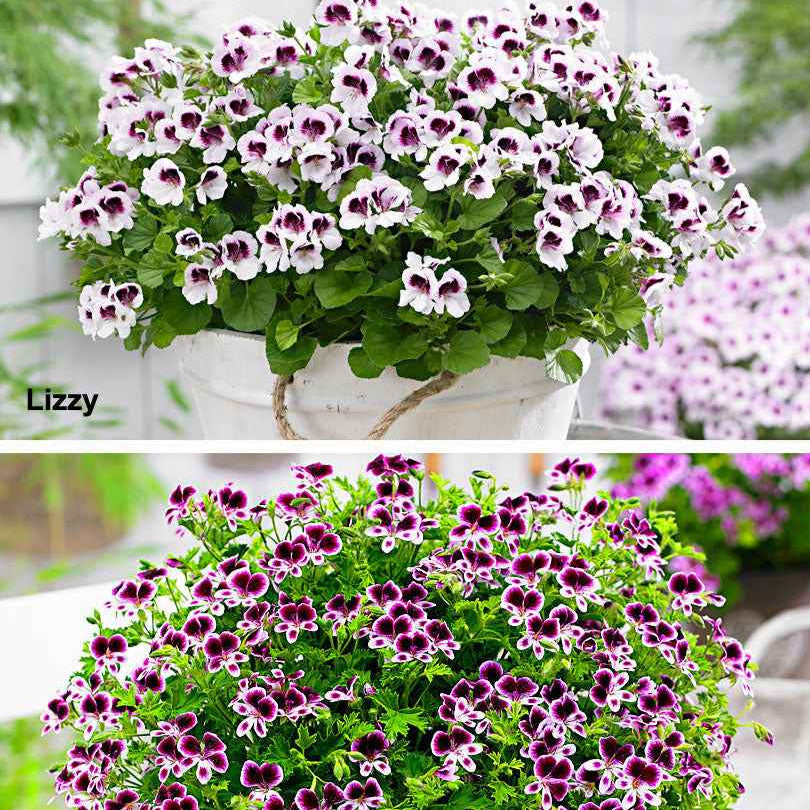 Plantes de terrasses et balcons - Mélange de 6 plantes : Pelargonium odorant Mosquitaway Lizzy et Eva - Pelargonium mosquitaway 'eva', 'lizzy'