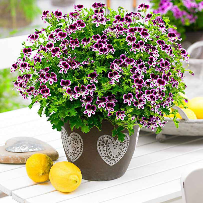 Mélange de 6 plantes : Pelargonium odorant Mosquitaway Lizzy et Eva - Pelargonium mosquitaway 'eva', 'lizzy' - Bakker