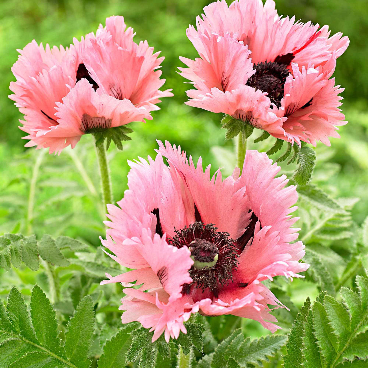 2 Pavots d'Orient Pink Perfection - Papaver orientale Pink Perfection - Bakker