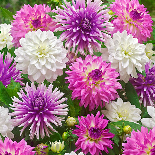 5 Dahlias All Summer Long en mélange - Bakker
