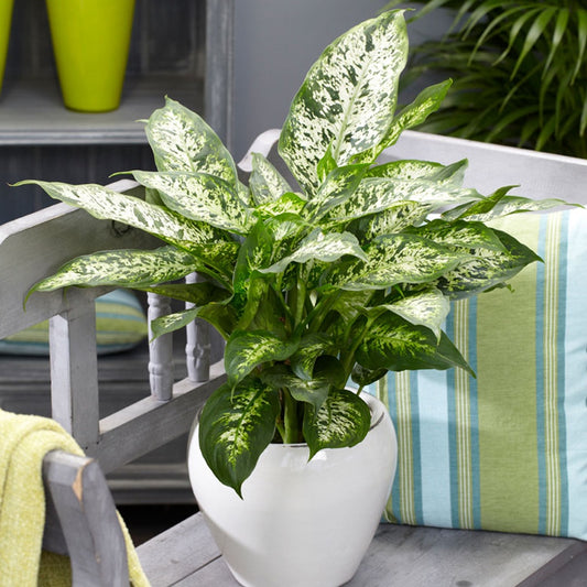 Dieffenbachia 'Compacta' - Petites plantes d'intérieur