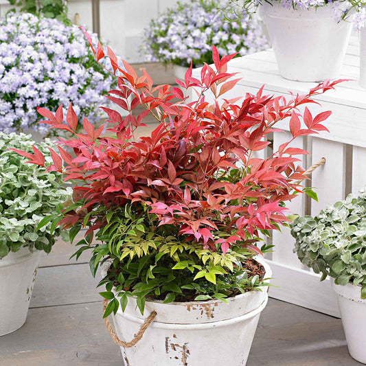 Bambou céleste Nandina 'Obsessed' vertrouge Rustique - Arbustes