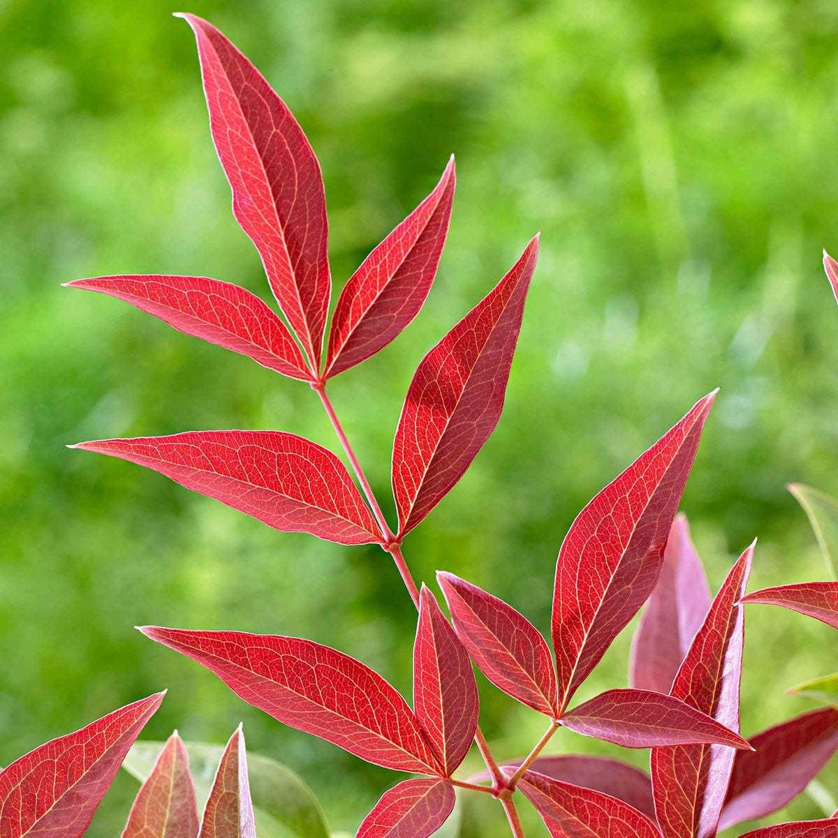 Nandina domestica obsessed'® - Bambou sacré 'Obsessed' - Arbustes fleuris