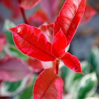 Photinia 'Pink Marble' rose - Arbustes à feuillage persistant