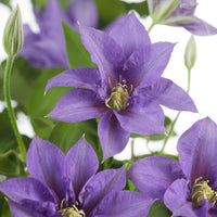 Clématite ‘Olympia‘ violette avec tuteur - Caractéristiques des plantes