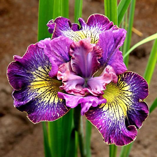 3 Iris de Sibérie How Audacious - Bakker
