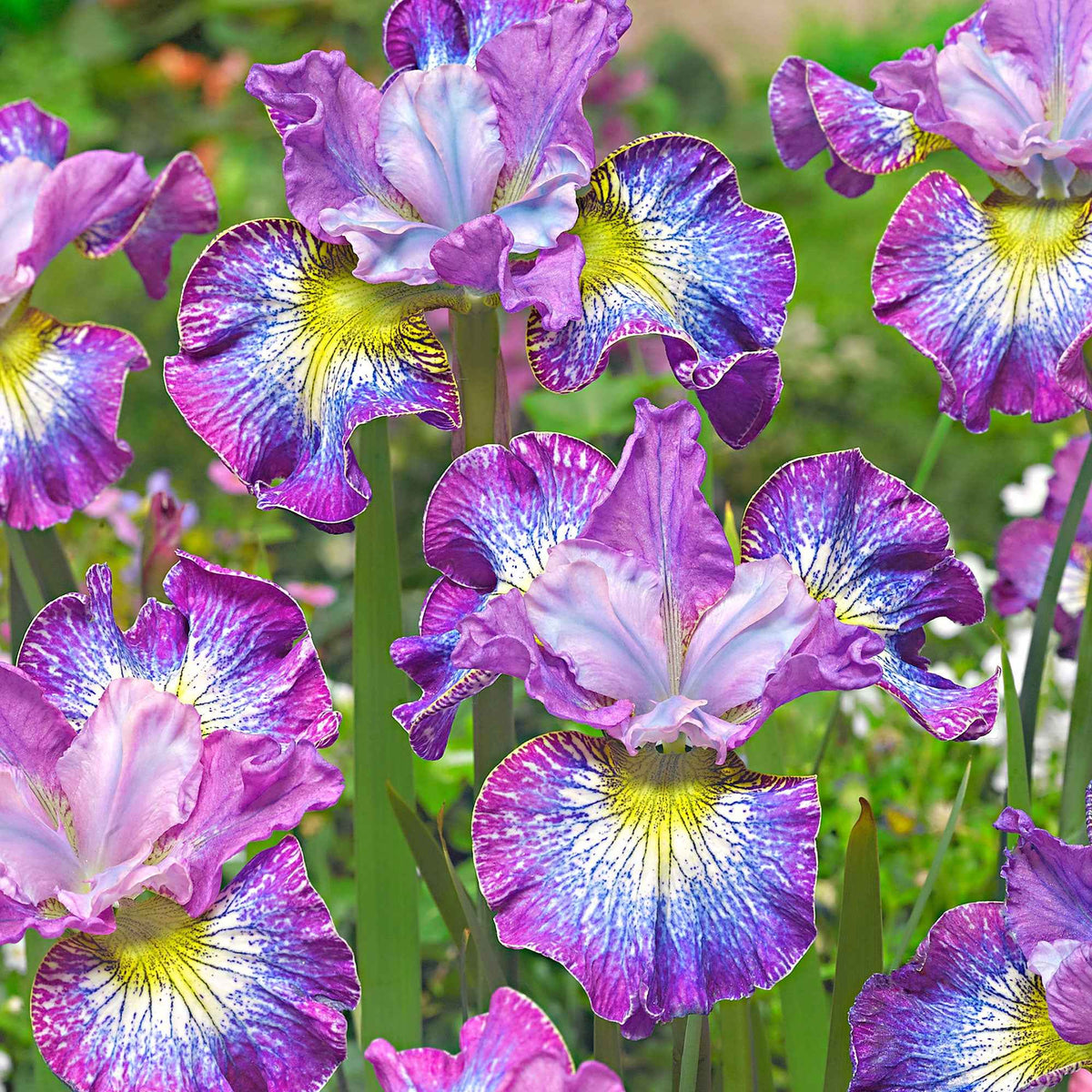 3 Iris de Sibérie How Audacious - Iris sibirica 'how audacious' - Bakker