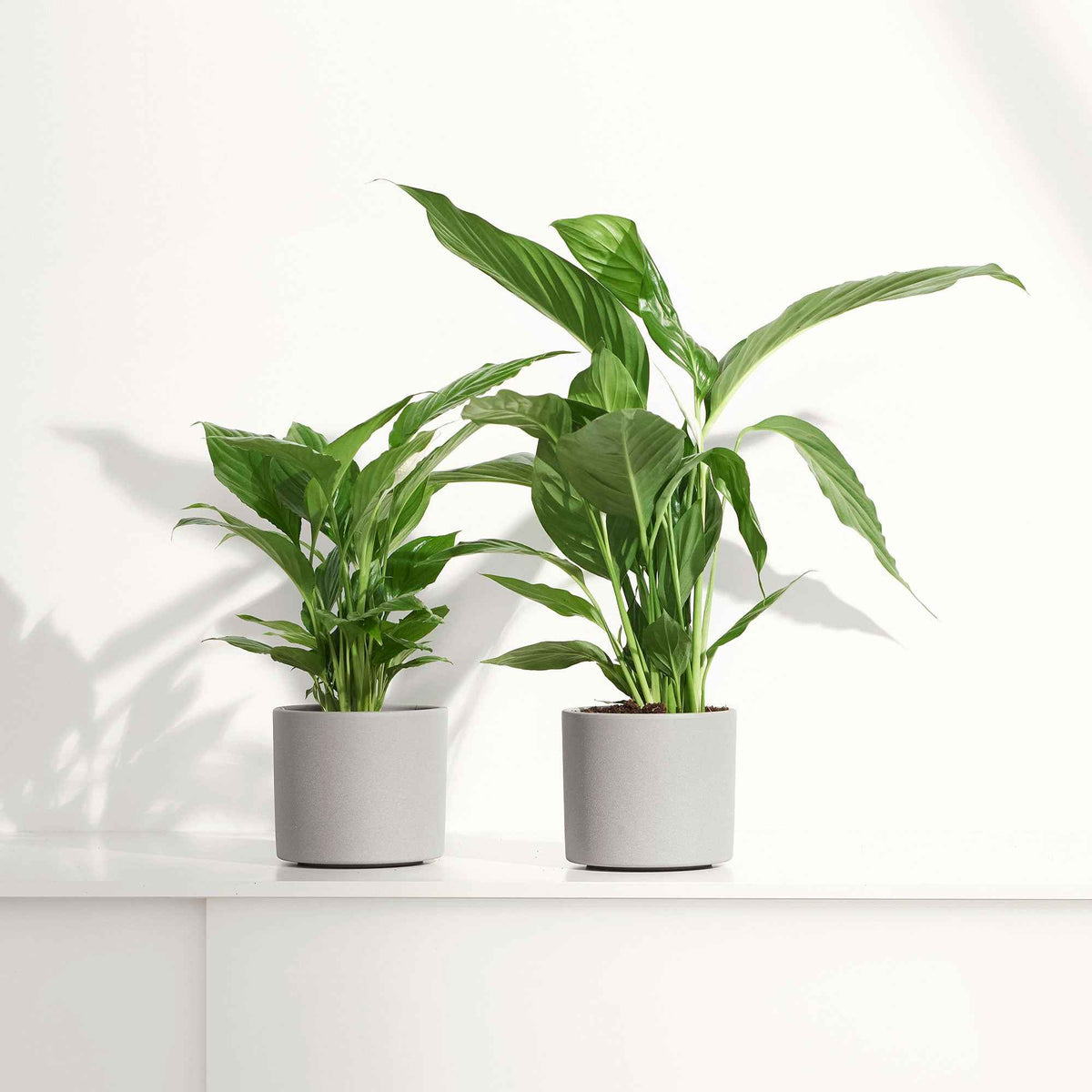 Fleur de lune - Spathiphyllum Pearl Cupido Blanc - Spathiphyllum wallisii 'Pearl Cupido' - Bakker