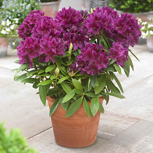 Rhododendron 'Polarnacht' violet - Arbustes