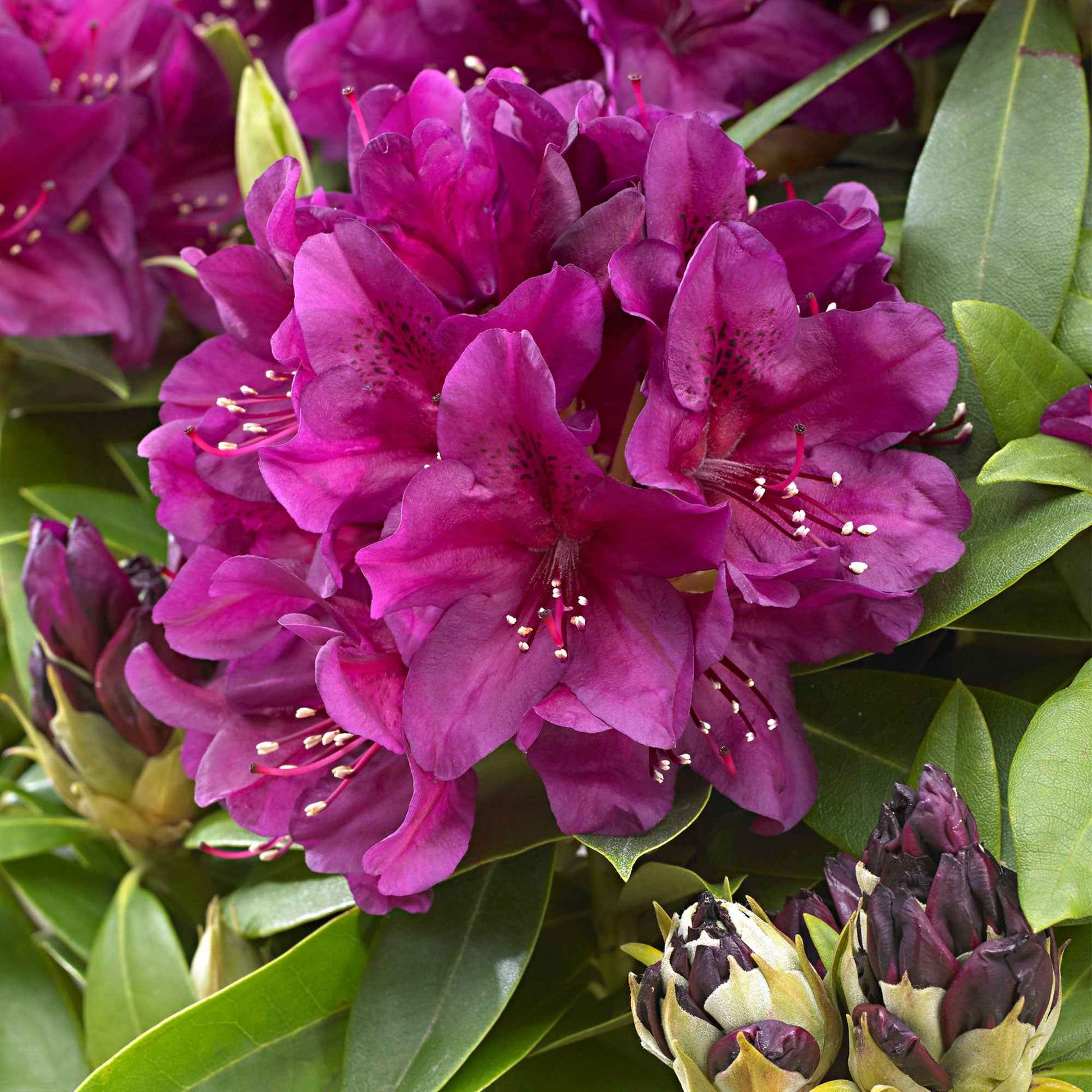 Rhododendron 'Polarnacht' violet - Espèces de plantes