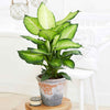 Dieffenbachia 'Summer Style' - Plantes d'intérieur