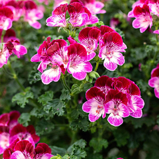 3x Géranium Pelargonium 'Tip Top Duet' rouge-rose-blanc - Arbustes à papillons et plantes mellifères