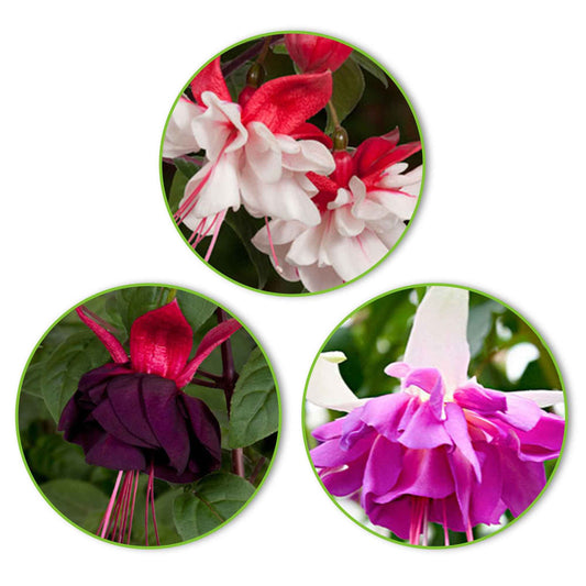 3x Doubles fleurs Fuchsia 'Bella Rosella' + 'Blue Angel' + 'New Millenium' rose-violet-blanc - Caractéristiques des plantes