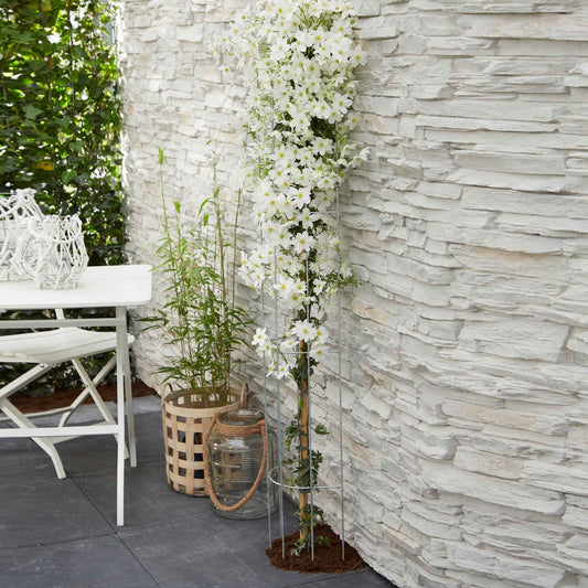 Clématite 'Avalanche' - Bakker