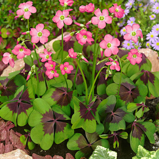50 Oxalis deppei Iron Cross - Bakker