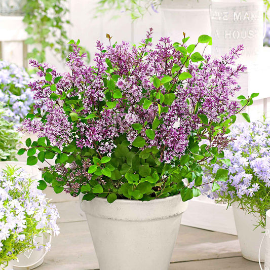 Lilas nain 'Dark Purple' - Bakker