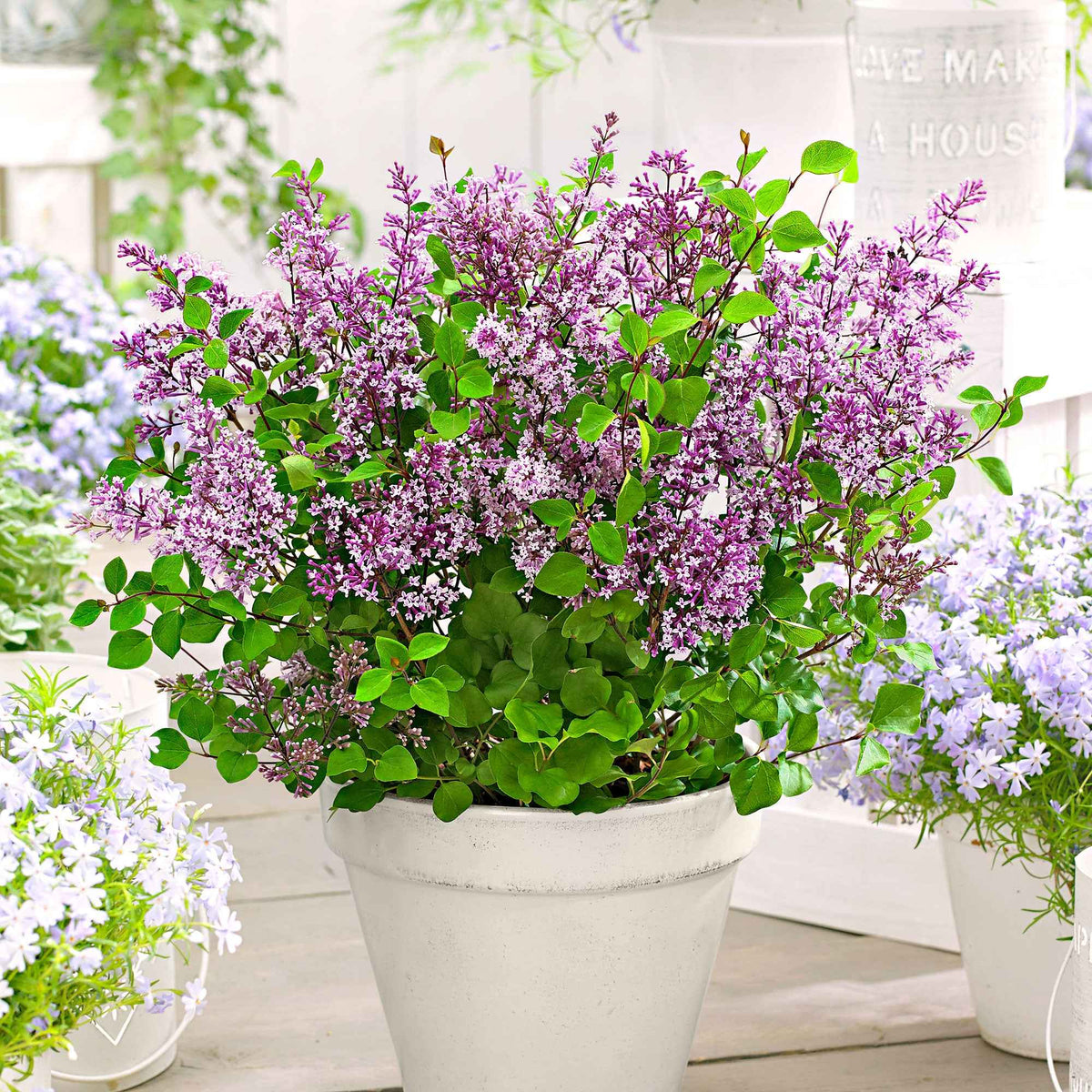 Lilas nain  'Dark Purple' - Bakker