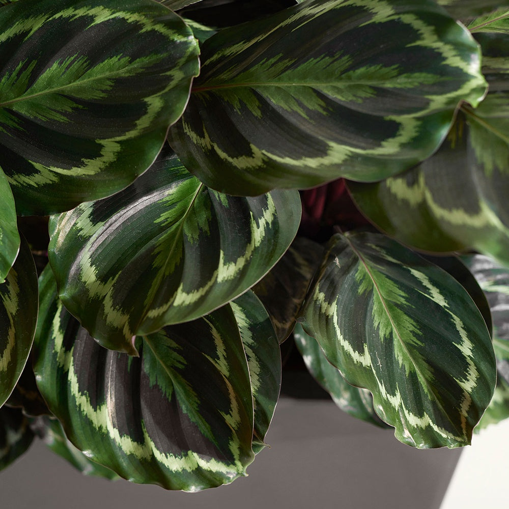 Calathea - Calathea 'Medaillon' XL - Calathea medaillon