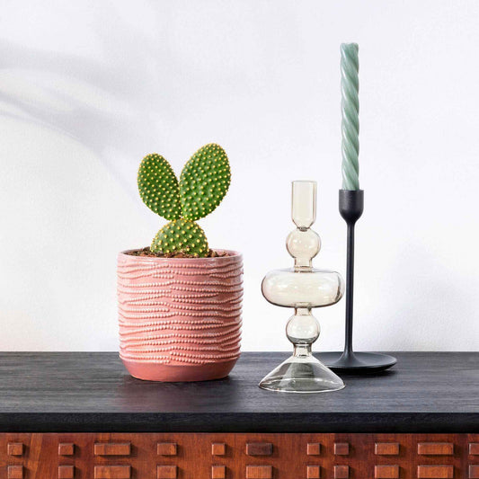 Cactus Opuntia Microdasys - Bakker