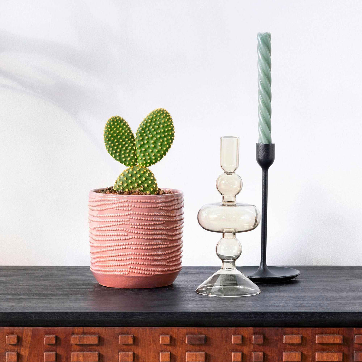 Cactus Opuntia Microdasys - Bakker