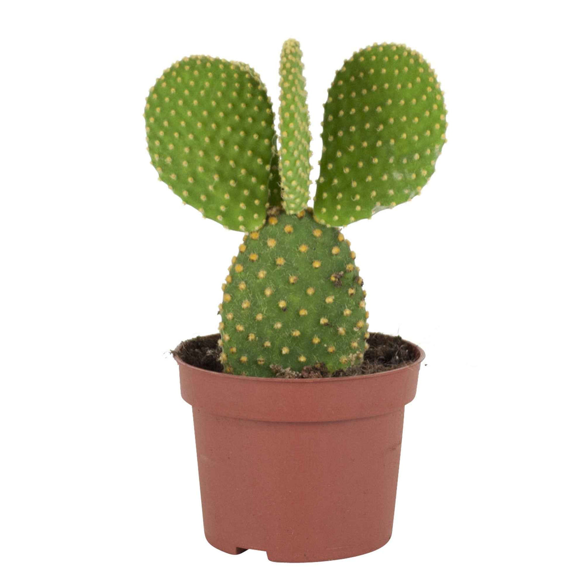 Opuntia microdasys - Cactus Opuntia Microdasys - Cactus et plante grasse