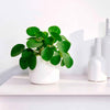 Plante à monnaie chinoise Pilea peperomioides - Plantes d'intérieur