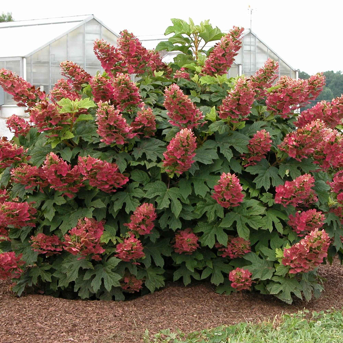 Hortensia à feuilles de chêne 'Ruby Slippers'® - Bakker