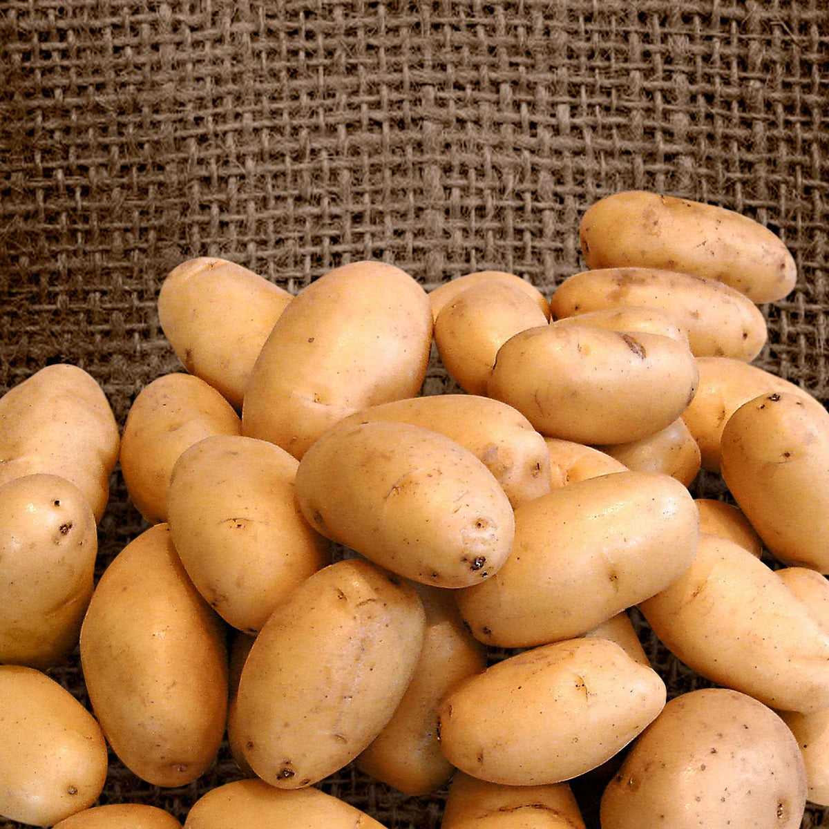 25 Pommes de terre Nicola - Solanum tuberosum 'Nicola' - Bakker