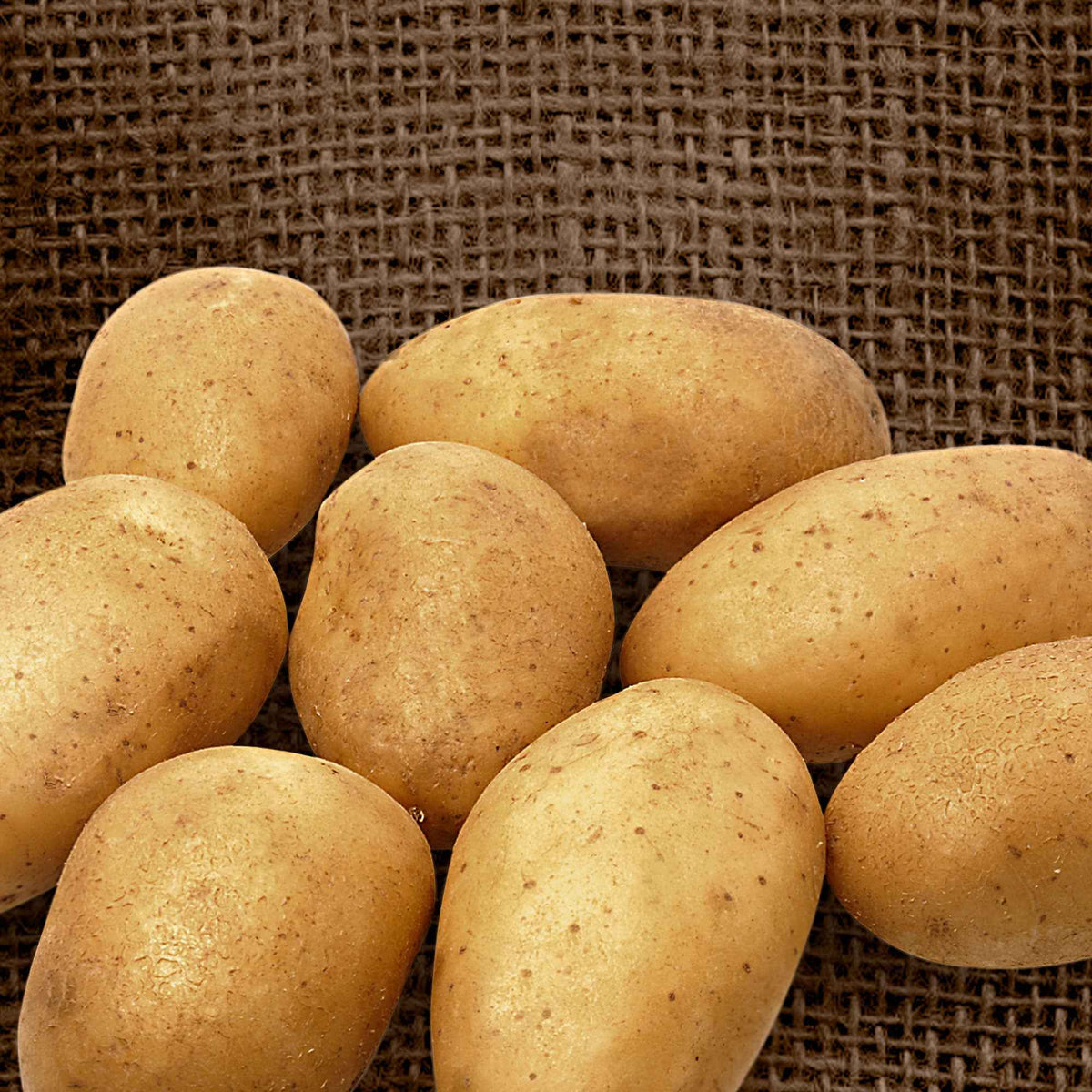 25 Pommes de terre Wilja - Bakker
