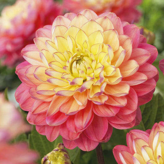 3 Dahlias Melody Allegro - Bakker