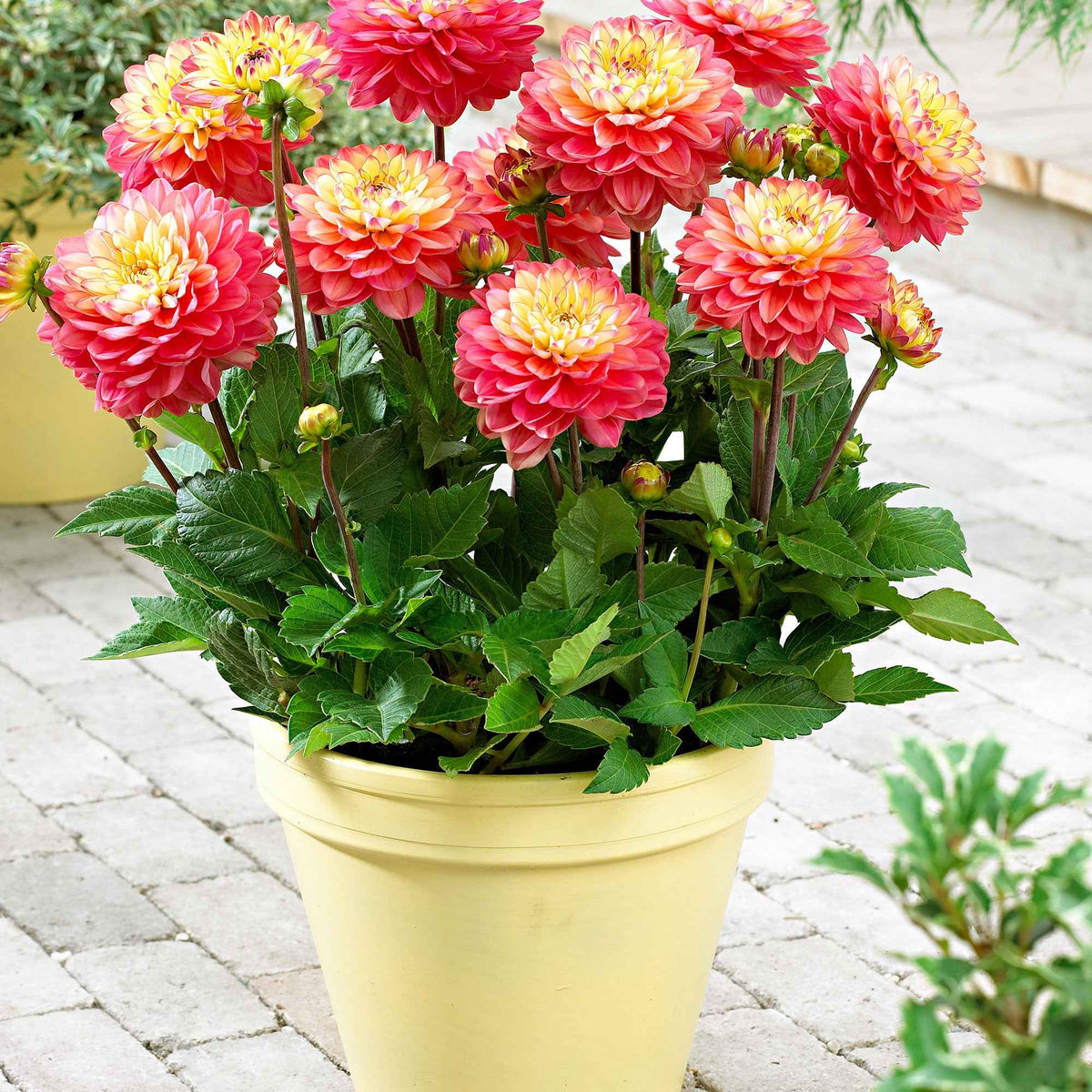 3 Dahlias Melody Allegro - Dahlia 'melody allegro' - Bakker
