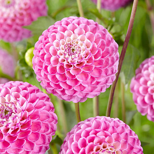 3 Dahlias Zippity Do Da - Bakker