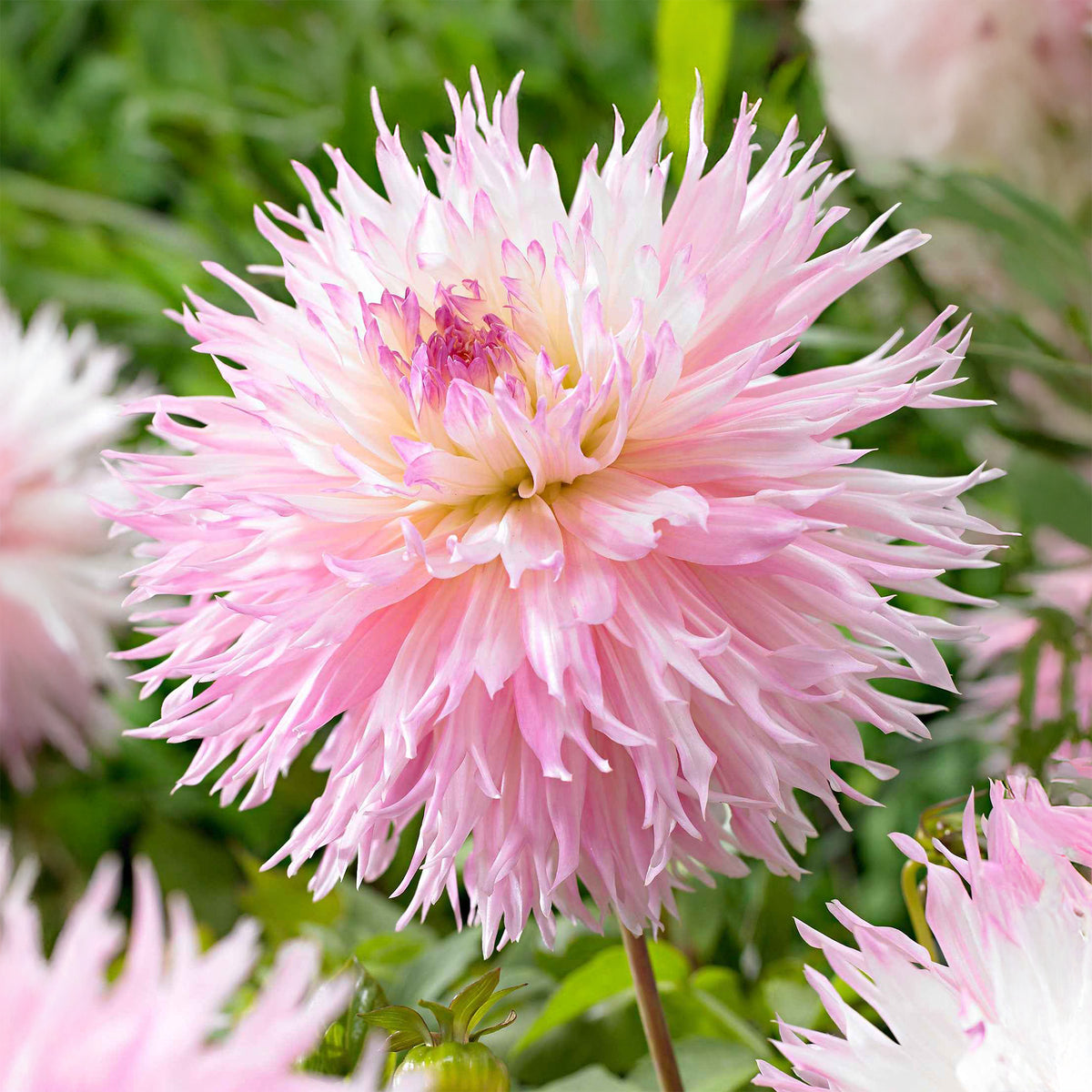 Dahlia fimbriata 'nadia ruth' - 3 Dahlias cactus dentelle Nadia Ruth - Bulbes de Dahlia