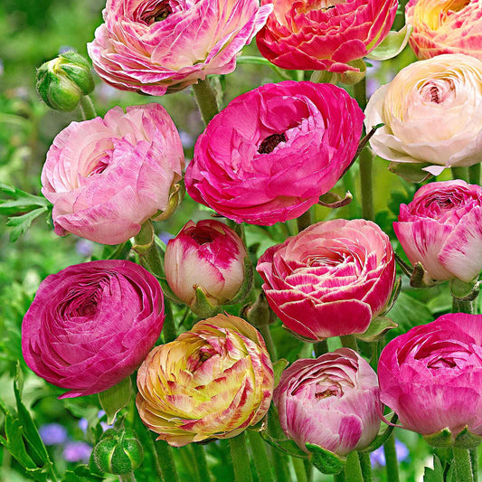 15x Doubles fleurs renoncule Ranunculus 'Peony Blend' rose - Bulbes d'été