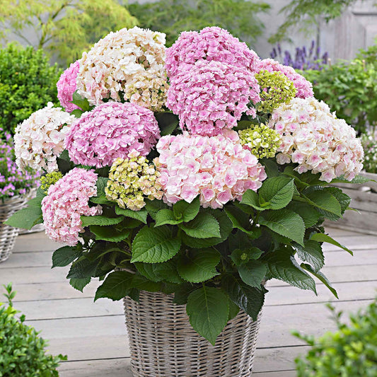 Hortensia 'Doppio Nuvola' - Bakker
