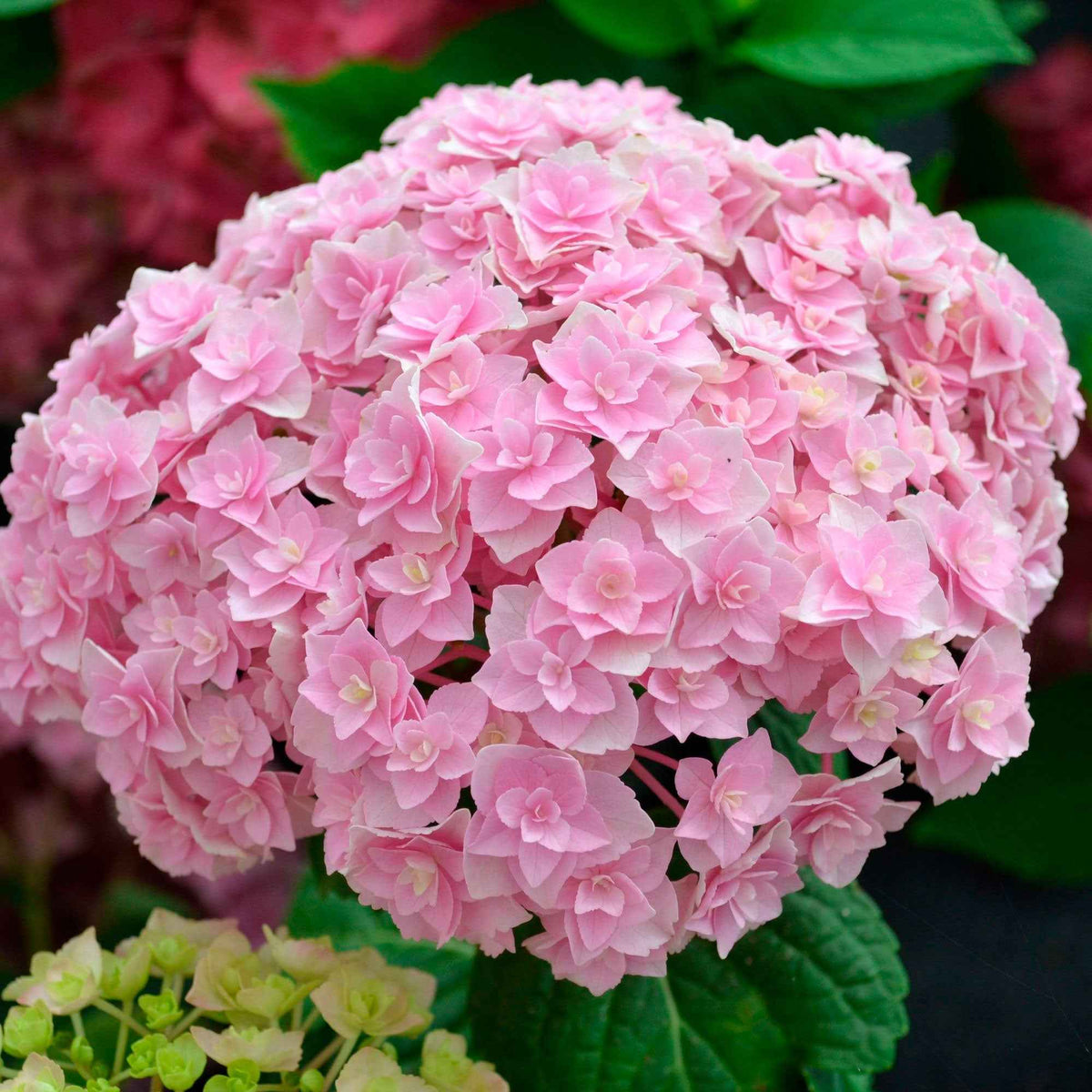 Hydrangea macrophylla Doppio Nuvola - Hortensia 'Doppio Nuvola' - Hortensia macrophylla